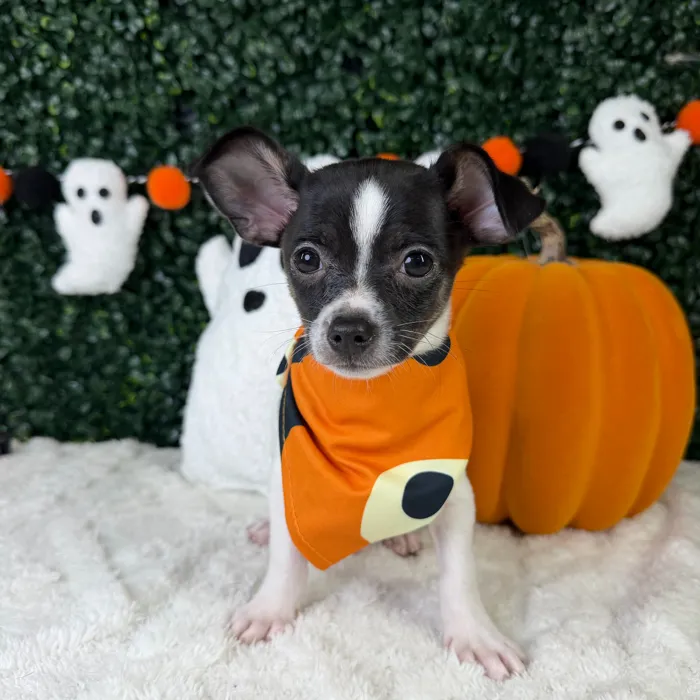 Male Chihuahua puppy named Hades for sale at Puppy Dreams - Garland.
