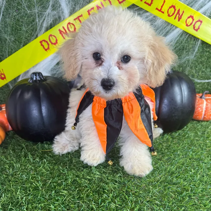 Male Bichapoo puppy named Web for sale at Puppy Dreams - Arlington.