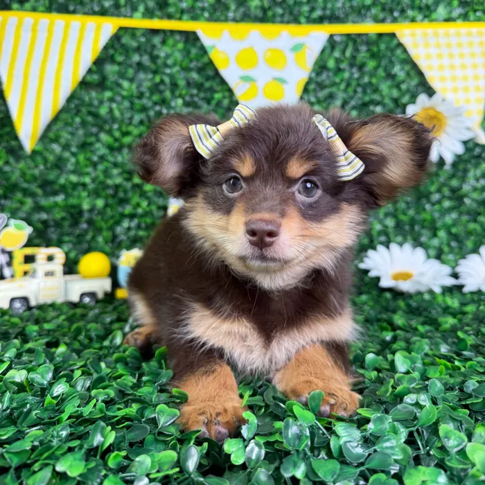 Female Damaranian puppy named Lucy for sale at Puppy Dreams - North Richland Hills.