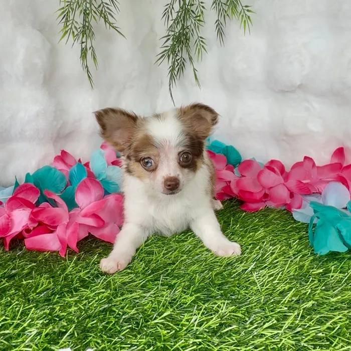 Male Chihuahua puppy named Bonbon for sale at Puppy Dreams - Denton.