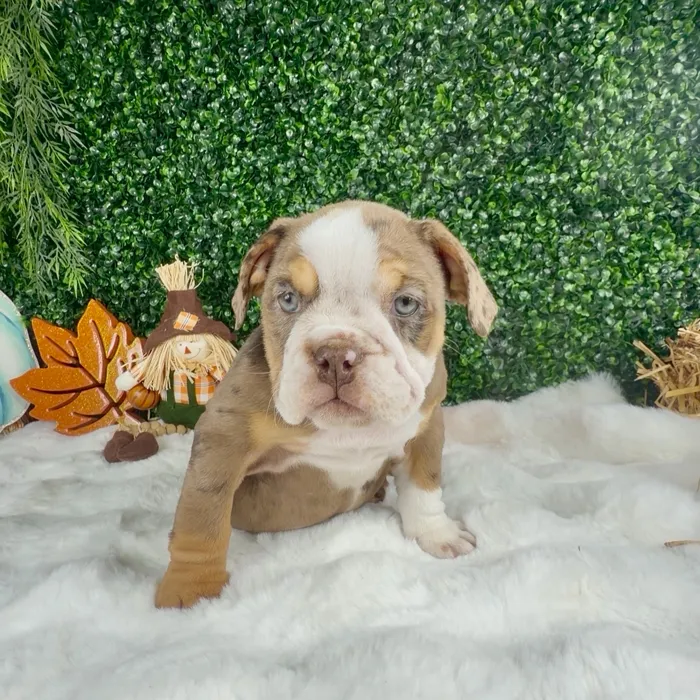 Female English Bulldog puppy named Pumpkin for sale at Puppy Dreams - Denton.