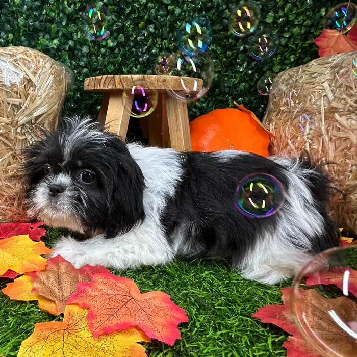 Female Shih Tzu puppy named Pringles for sale at Puppy Dreams - Mansfield.