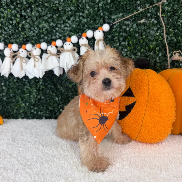 Male Yochon puppy named Teddy for sale at Puppy Dreams - Garland.