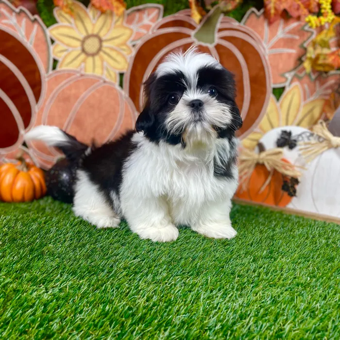 Male Shih Tzu puppy named Oreo for sale at Puppy Dreams - Carrollton.