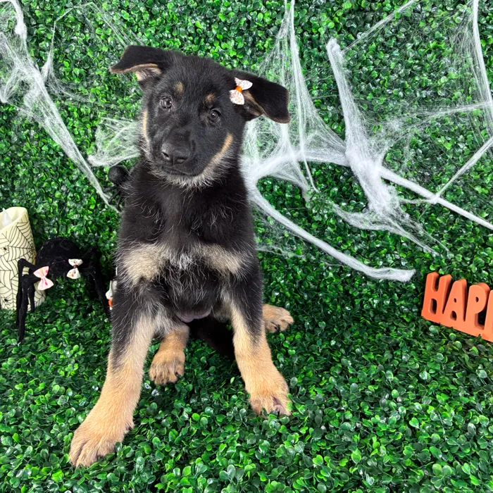 Female German Shepherd puppy named Vickie for sale at Puppy Dreams - North Richland Hills.