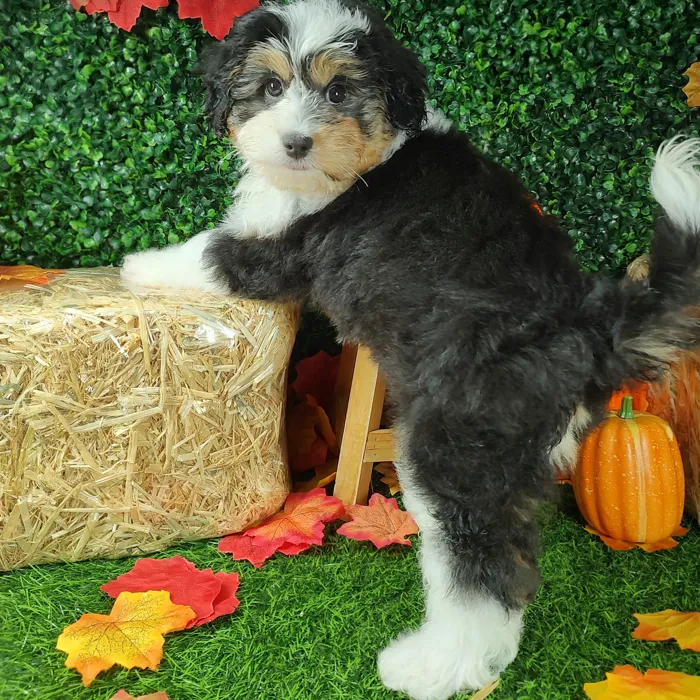 Female Bernedoodle puppy named *Lays* for sale at Puppy Dreams - Mansfield.