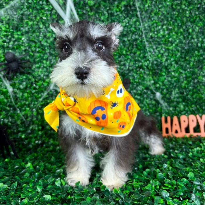 Male Mini Schnauzer puppy named Max for sale at Puppy Dreams - North Richland Hills.