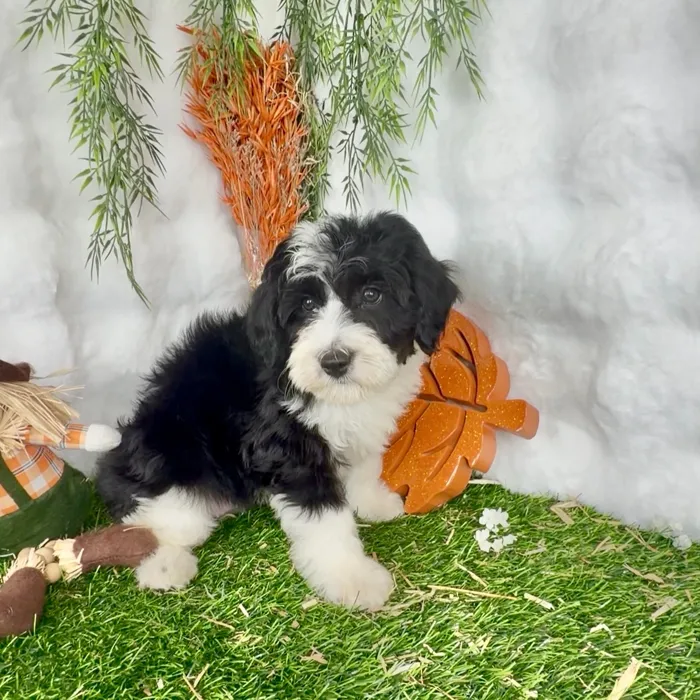 Female Bernedoodle puppy named Snooki for sale at Puppy Dreams - Denton.