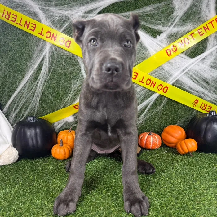 Male Cane Corso puppy named King for sale at Puppy Dreams - Arlington.