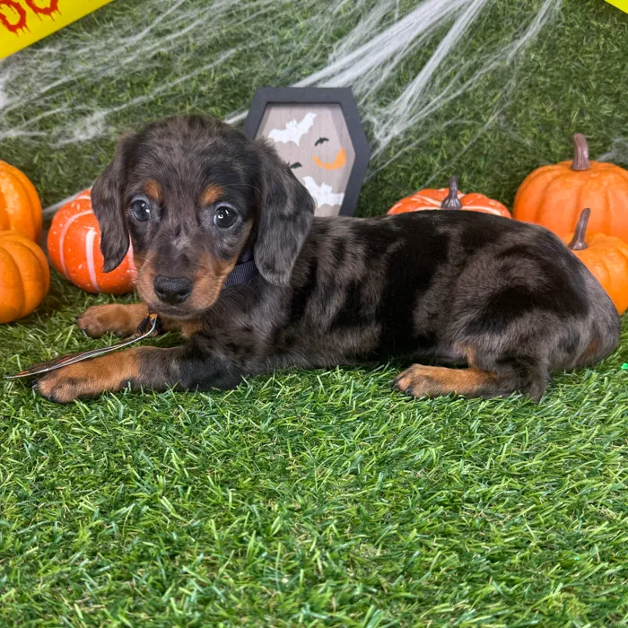 Male Dachshund puppy named Gizmo for sale at Puppy Dreams - Arlington.