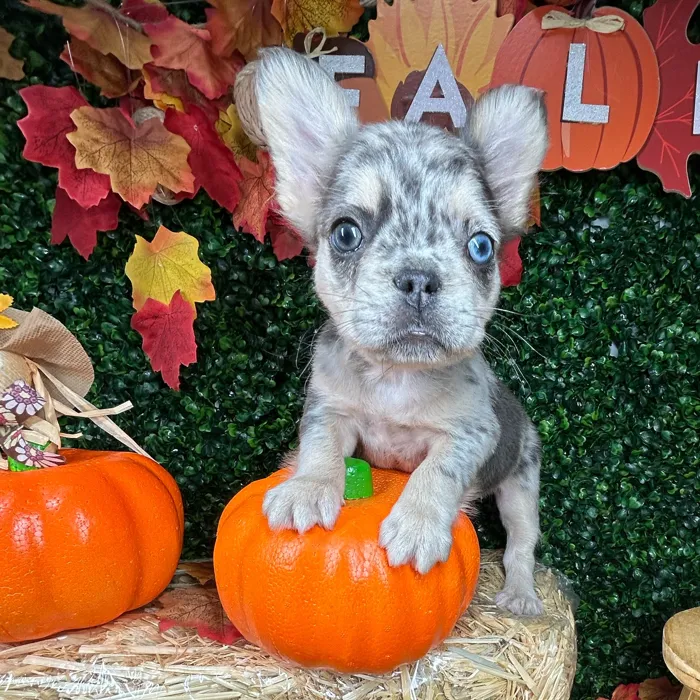 Female Fluffy French Bulldog puppy named Kettle for sale at Puppy Dreams - Mansfield.