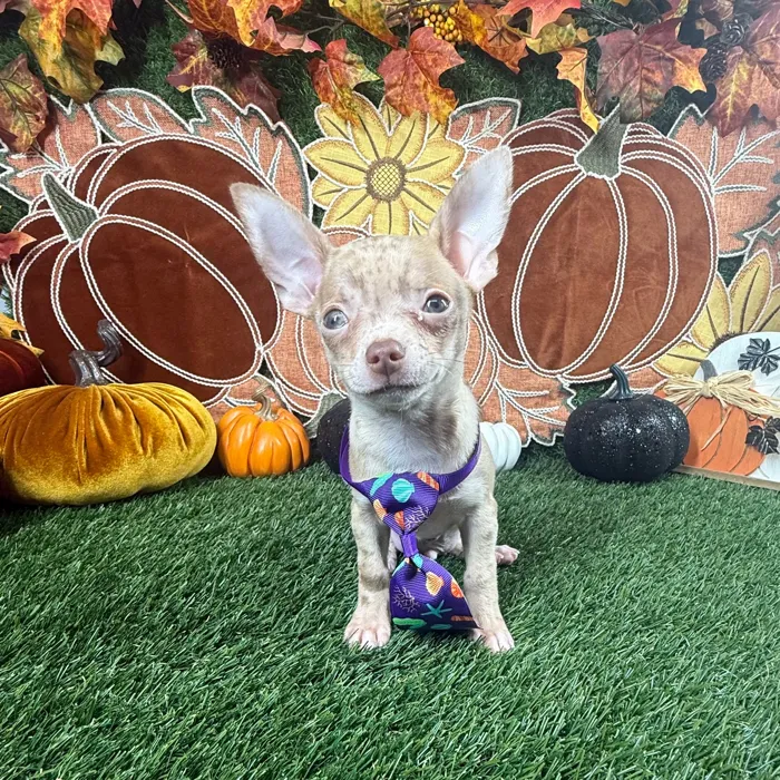 Male Chihuahua puppy named Chico for sale at Puppy Dreams - Carrollton.