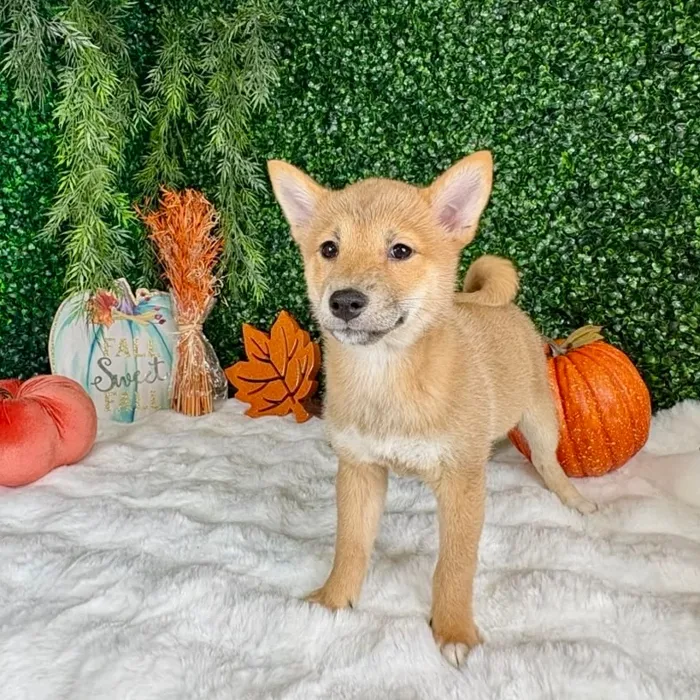 Female Shiba Inu puppy named Kia for sale at Puppy Dreams - Denton.