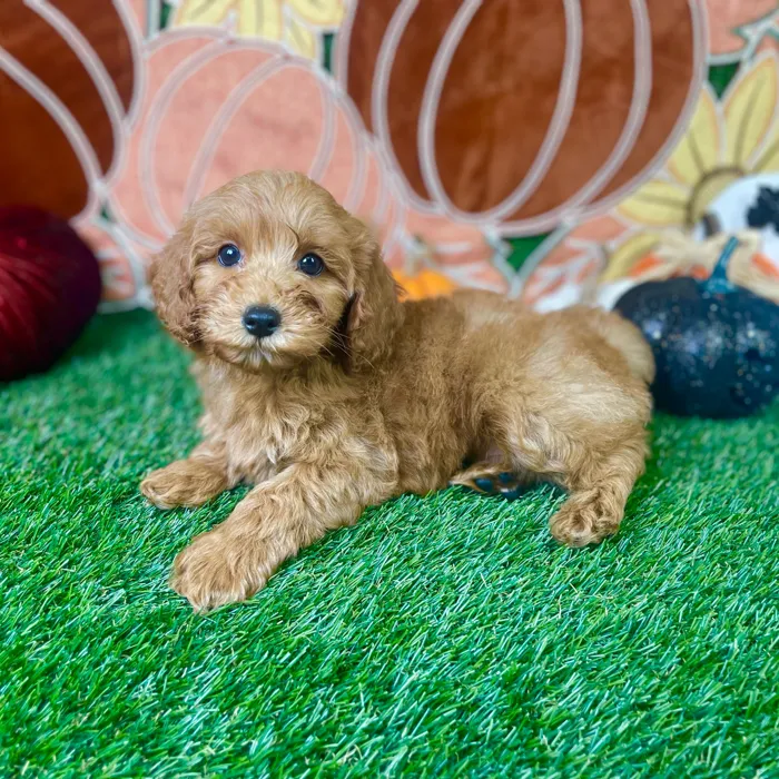 Male Mini Goldendoodle puppy named Buster for sale at Puppy Dreams - Carrollton.