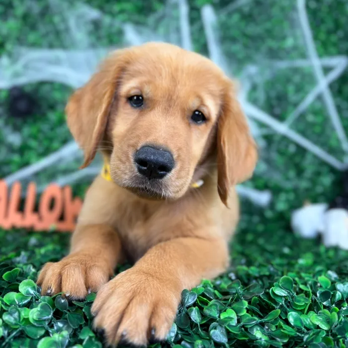 Male Golden Retriever puppy named Dallas for sale at Puppy Dreams - North Richland Hills.