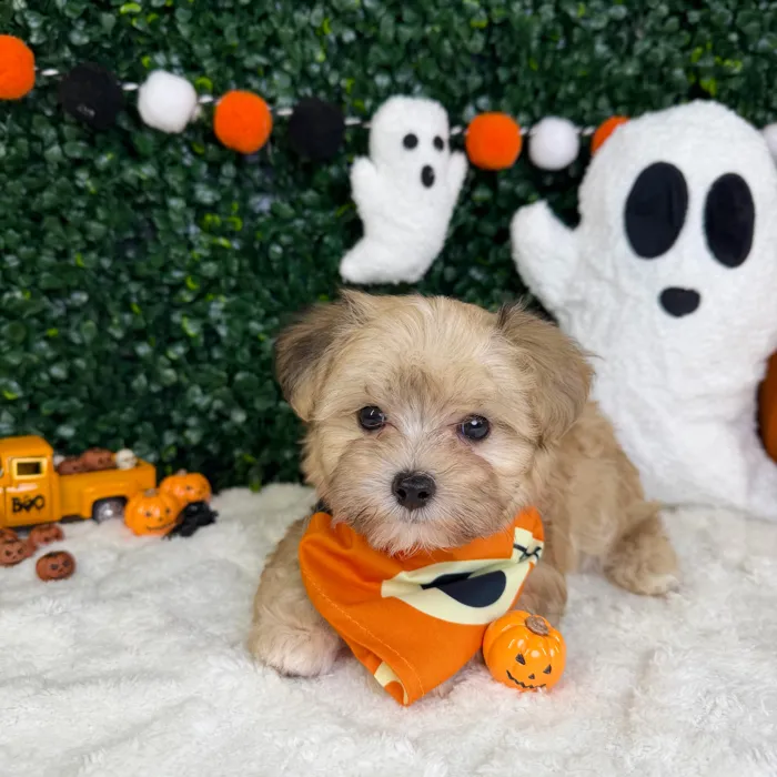 Male Maltipoo puppy named Blaze for sale at Puppy Dreams - Garland.