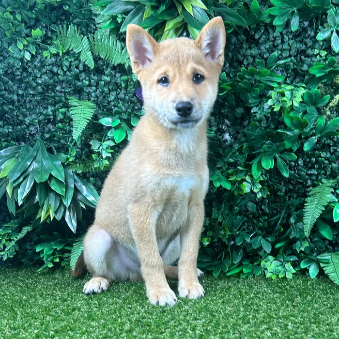 Male Shiba Inu puppy named Timothy for sale at Puppy Dreams - Parks Mall.