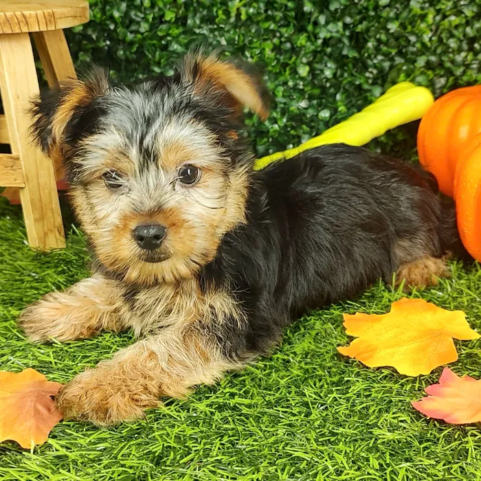 Male Yorkie puppy named *Frodo* for sale at Puppy Dreams - Mansfield.