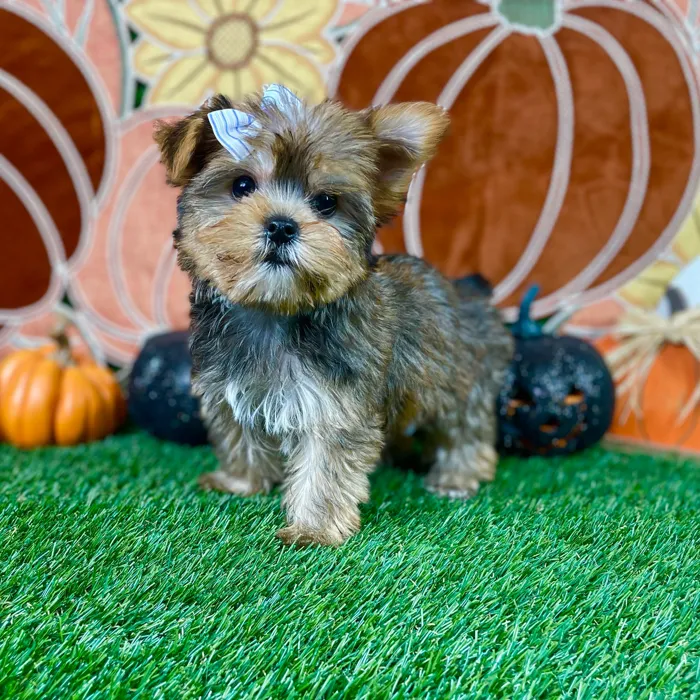 Female Yorkie puppy named Ginger for sale at Puppy Dreams - Carrollton.