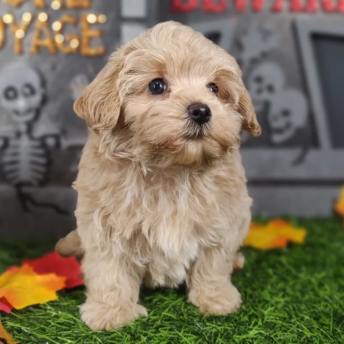 Male Poodle Toy puppy named *Leather Face* for sale at Puppy Dreams - Mansfield.
