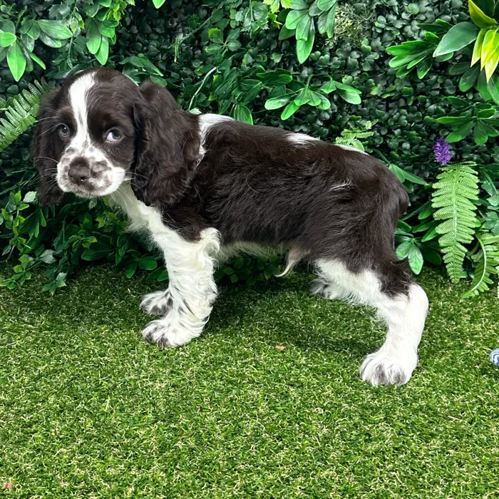 Male Cocker Spaniel puppy named Tommy for sale at Puppy Dreams - Parks Mall.