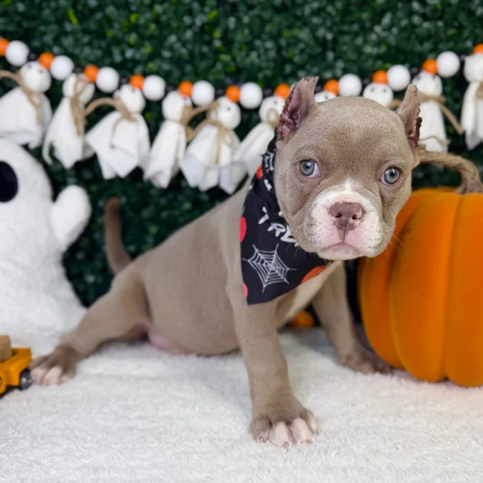 Female American Bully puppy named Prada for sale at Puppy Dreams - Garland.