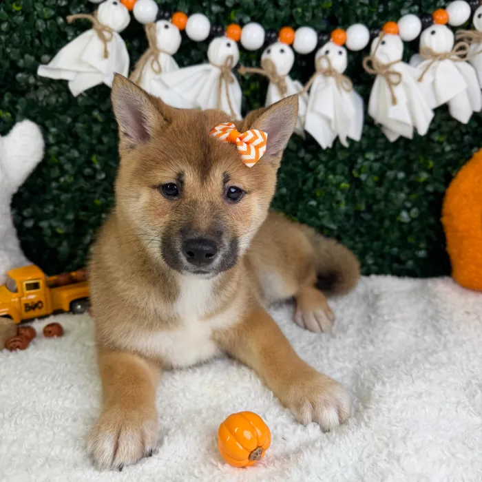 Female Shiba Inu puppy named Mochi for sale at Puppy Dreams - Garland.