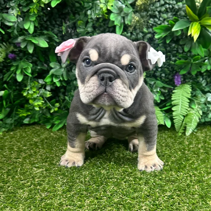 Female English Bulldog puppy named Sky for sale at Puppy Dreams - Parks Mall.