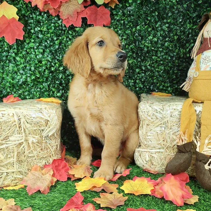 Male Golden Retriever puppy named Nay Nay for sale at Puppy Dreams - Mansfield.