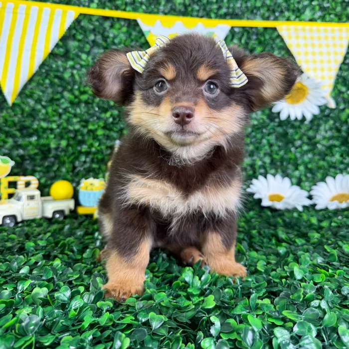 Female Damaranian puppy named Lucy for sale at Puppy Dreams - North Richland Hills.