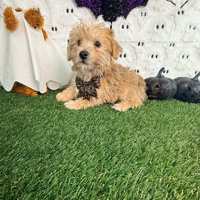 Male Yochon puppy named Jax for sale at Puppy Dreams - Carrollton.