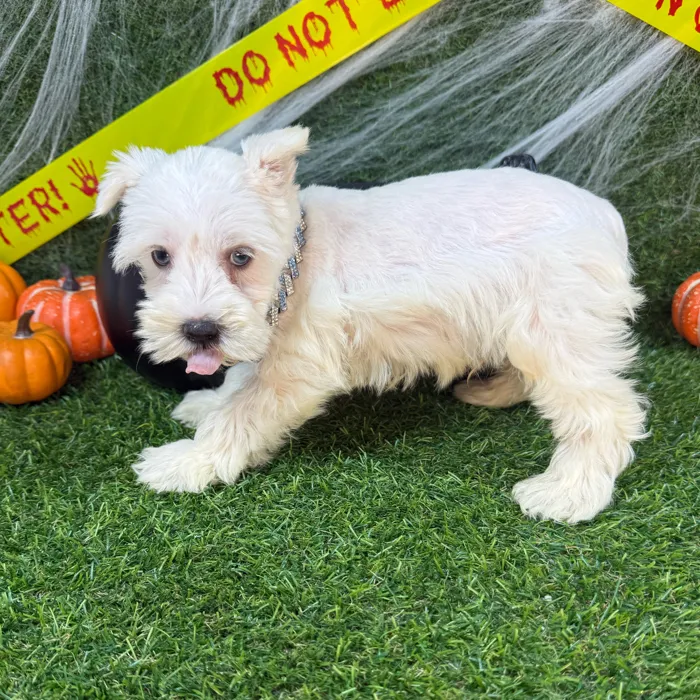 Male Mini Schnauzer puppy named Chief for sale at Puppy Dreams - Arlington.