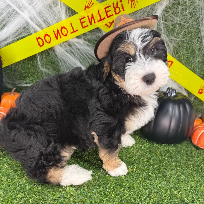 Male Bernedoodle puppy named Brains for sale at Puppy Dreams - Arlington.