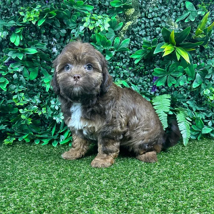 Male Shipoo puppy named Eloise for sale at Puppy Dreams - Parks Mall.