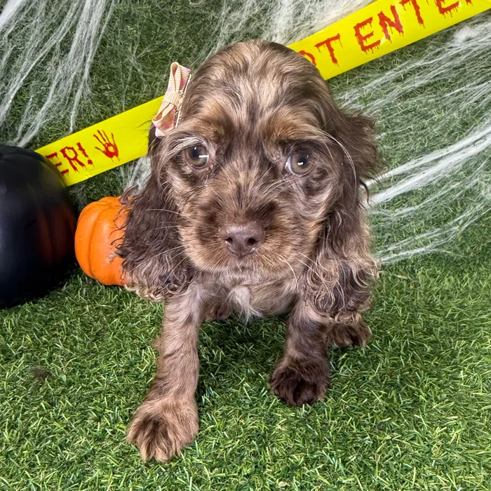 Female Cocker Spaniel puppy named Jinx for sale at Puppy Dreams - Arlington.