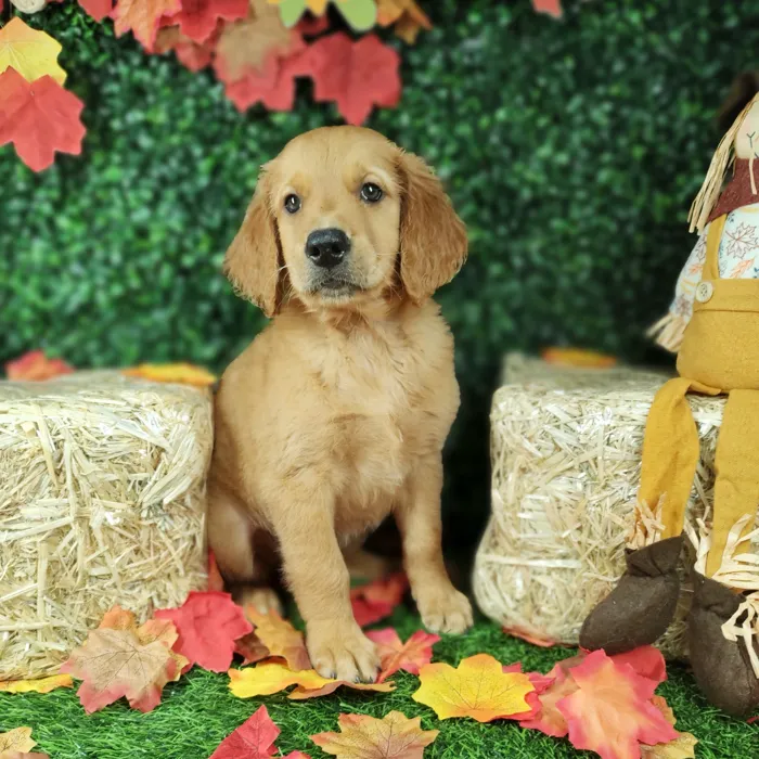 Male Golden Retriever puppy named Nay Nay for sale at Puppy Dreams - Mansfield.