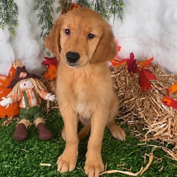 Female Golden Retriever puppy named Cadillac for sale at Puppy Dreams - Denton.