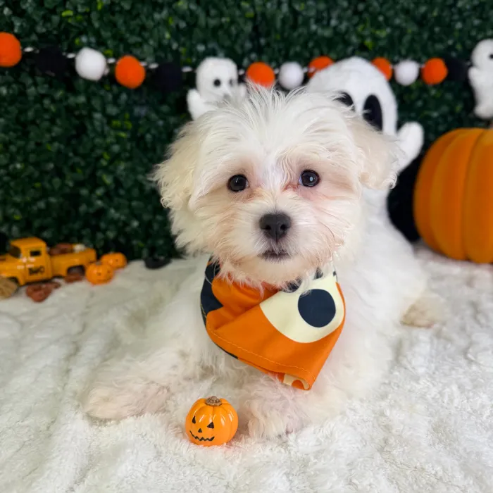 Male Maltese puppy named Theodore for sale at Puppy Dreams - Garland.