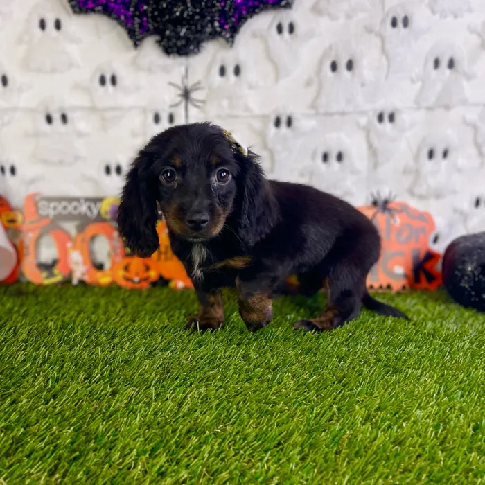 Female Dachshund puppy named Zora for sale at Puppy Dreams - Carrollton.