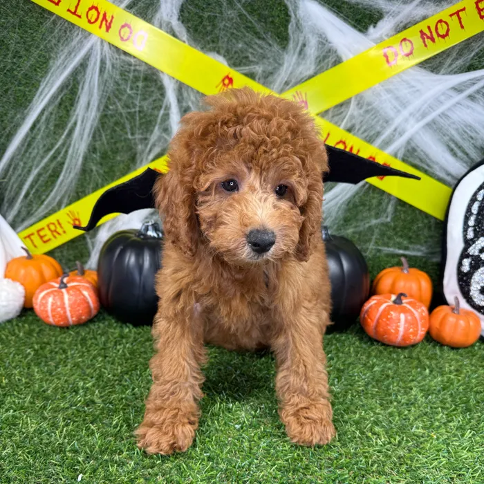 Male Mini Goldendoodle puppy named Gobblin for sale at Puppy Dreams - Arlington.