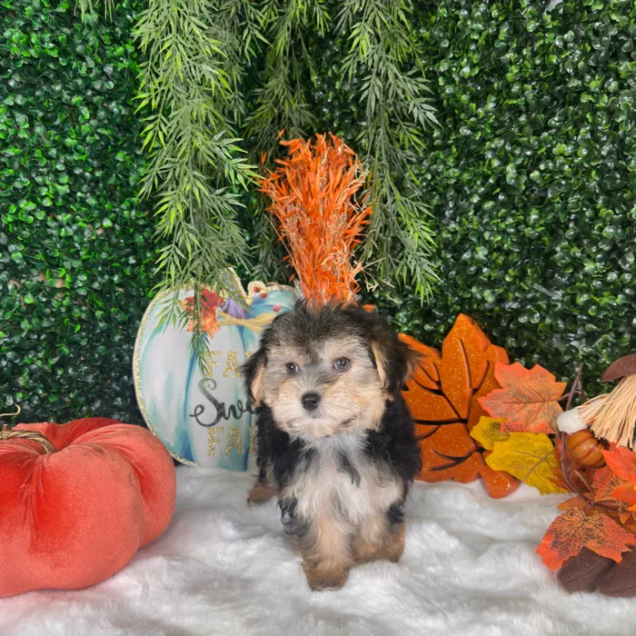 Female Morkie puppy named Katherine for sale at Puppy Dreams - Denton.