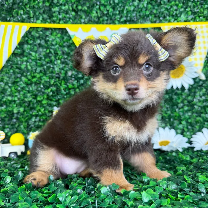 Female Damaranian puppy named Lucy for sale at Puppy Dreams - North Richland Hills.