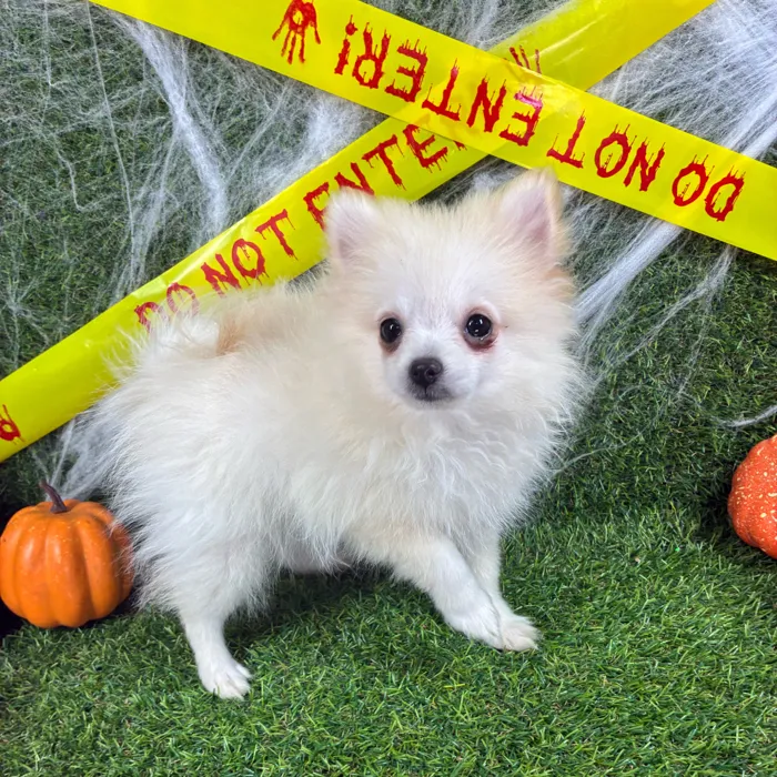 Male Pomeranian puppy named Dracula for sale at Puppy Dreams - Arlington.