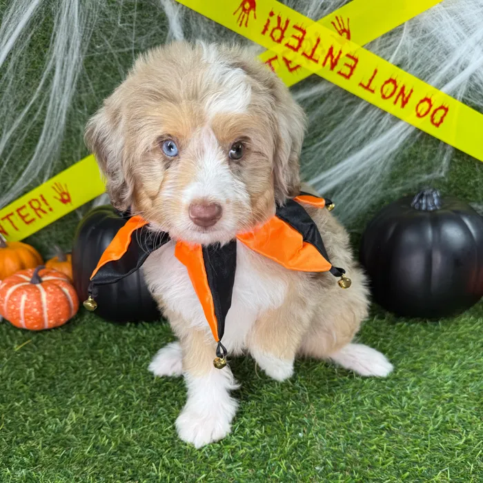 Male Mini Aussiedoodle puppy named Fang for sale at Puppy Dreams - Arlington.