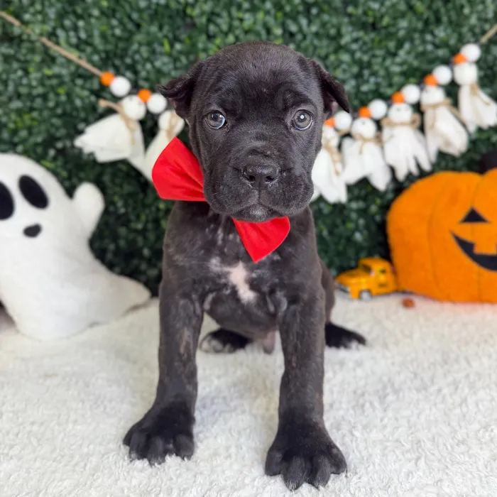 Male Cane Corso puppy named Venom for sale at Puppy Dreams - Garland.