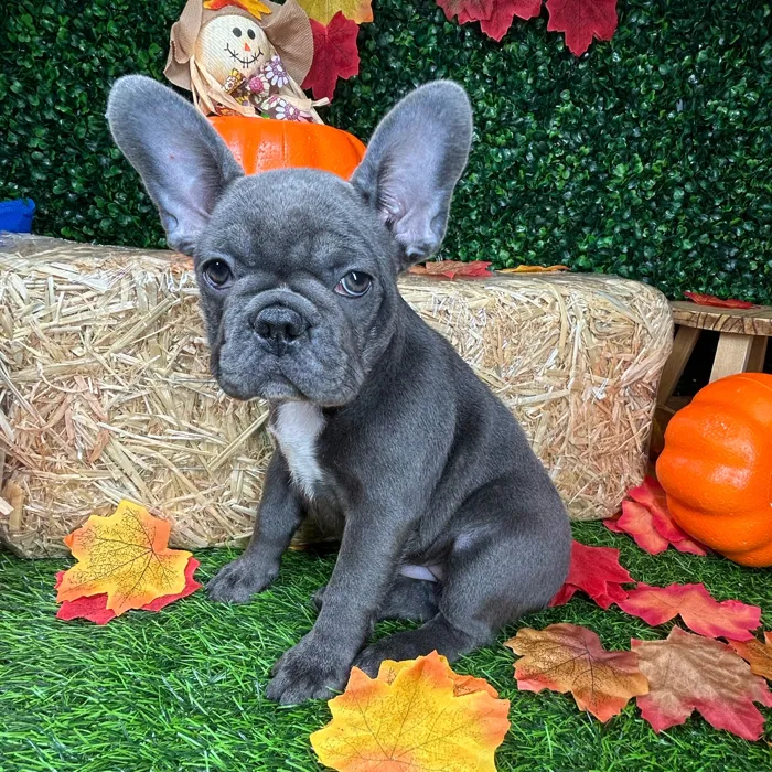 Female French Bulldog puppy named Miss Vickies for sale at Puppy Dreams - Mansfield.