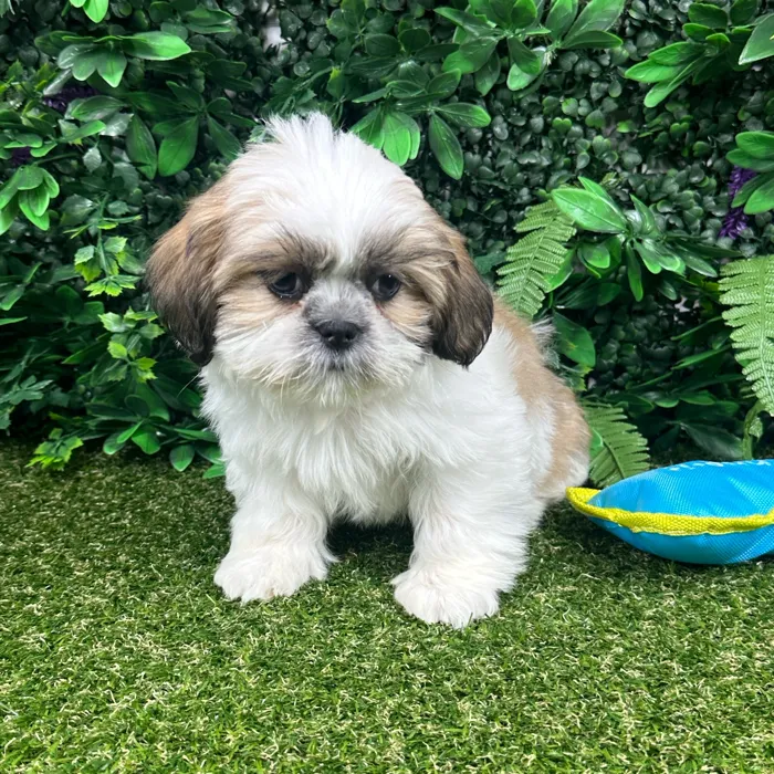 Female Shih Tzu puppy named Lee for sale at Puppy Dreams - Parks Mall.