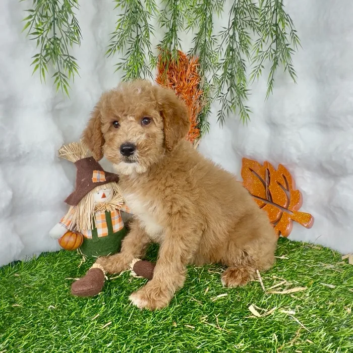 Male Mini Goldendoodle puppy named Mike for sale at Puppy Dreams - Denton.