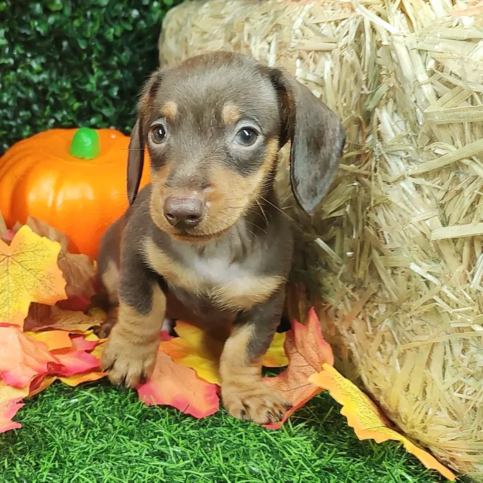 Male Dachshund puppy named Doritos for sale at Puppy Dreams - Mansfield.
