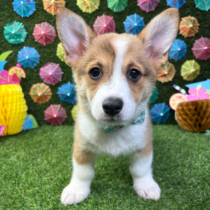 Male Pembroke Welsh Corgi puppy named Winston for sale at Puppy Dreams - Carrollton.